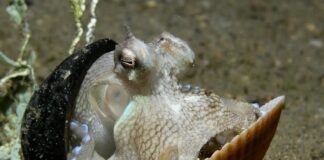 Stunning Cephalopods: 7 Beautiful Octopus Species