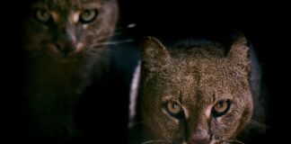 Jaguarundi: The Wild Cat With An Otter Face