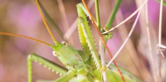 Spiked Magician: The Wingless Bush Cricket