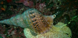 Big Mollusks: 13 Largest Snail Species