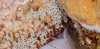 5 Interesting Marine Eel Species In The Oceans