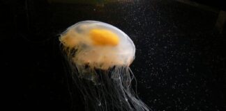 Fried Egg Jellyfish: The Cutie Jelly