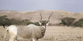 Screwhorn Antelope: The Masked Saharan Ungulate