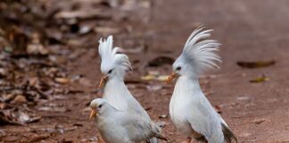 Kagu: The Majestic Bird With A Crest