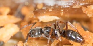 Asian Needle Ant: The Ant That Can Sting