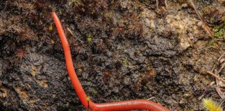 Kinabalu Giant Red Leech: The Non-Hematophagous Parasite