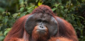 Arboreal Great Apes: 3 Orangutan Species
