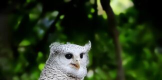 Spot-Bellied Eagle Owl: Gorgeous Forest Raptor