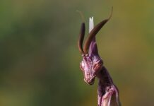 Conehead Mantis: The Alien-Like Insect