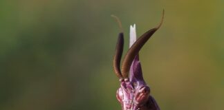 Conehead Mantis: The Alien-Like Insect