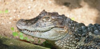 Large Semiaquatic Reptiles: 6 Caiman Species