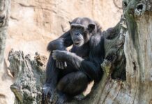 Intelligent Primates: 4 Great Apes Alive Today