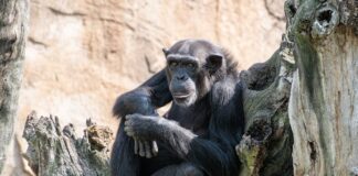 Intelligent Primates: 4 Great Apes Alive Today