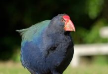 Takahē: New Zealand’s Largest Flightless Bird