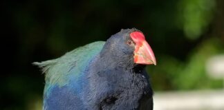 Takahē: New Zealand’s Largest Flightless Bird