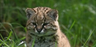 Kodkod: America’s Smallest Wild Felid
