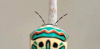 Picasso Bug: The Striking Shield-Backed Bug