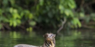 Giant Otter: The Endangered Mustelid Species