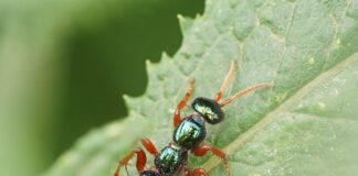 Bluebottle Ant: The Wasp In Disguise