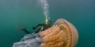 Giant Jelly: 5 Large Jellyfish Species