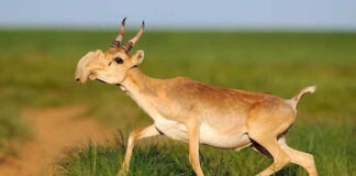 Saiga: The Antelope With A Strange Nose