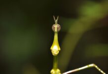 Horsehead Grasshopper: Freaky-Looking Bug