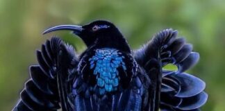 Black Sicklebill: The Elegant Bird Of Paradise