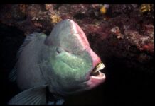 Green Humphead Parrotfish: The Largest Parrotfish Species