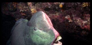 Green Humphead Parrotfish: The Largest Parrotfish Species