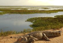 5 Large Freshwater Crocodile Species