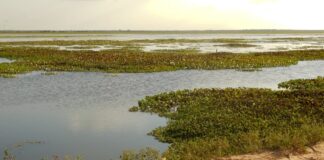 5 Large Freshwater Crocodile Species