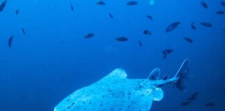 Electric Rays: 8 Flat Fish That Can Shock You