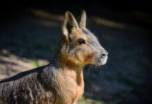 Patagonian Mara: The World’s Second Largest Rodent