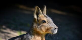 Patagonian Mara: The World’s Second Largest Rodent