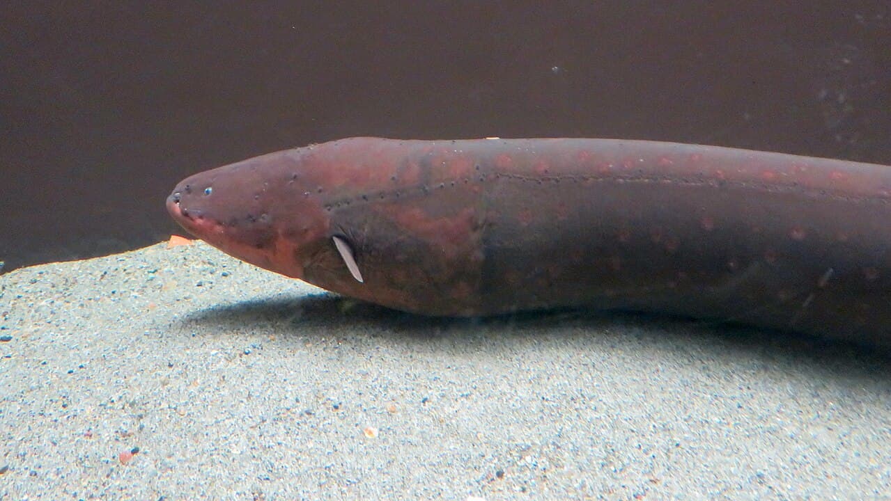 Electric Eel Species