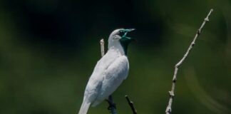 Nature’s Siren: 4 Bellbird Species