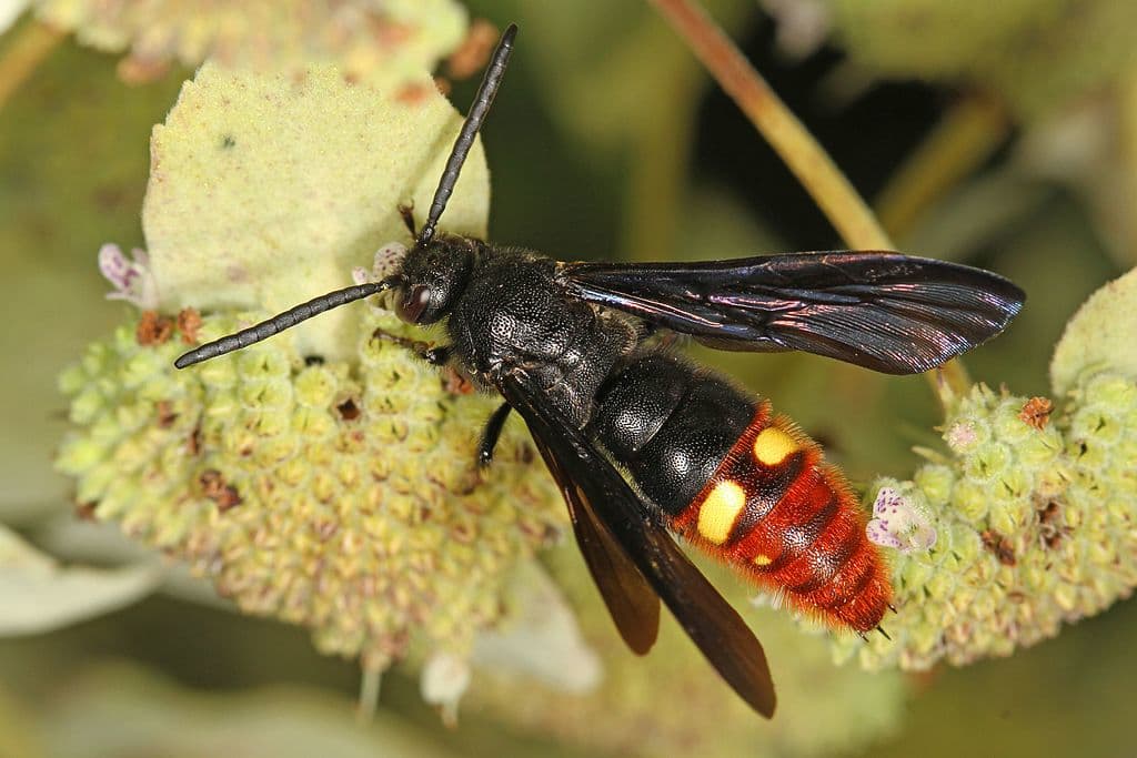Blue-Winged Wasp