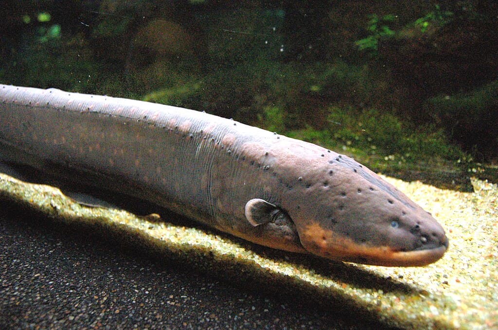 Electric Eel Species