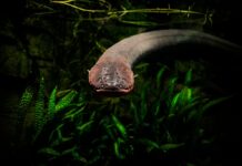 Shocking Slimy Things: 3 Electric Eel Species