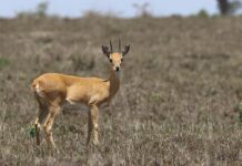 Oribi: The Small Antelope