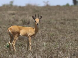 Oribi: The Small Antelope