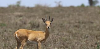 Oribi: The Small Antelope