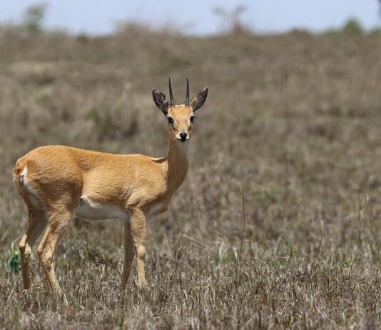 Oribi: The Small Antelope