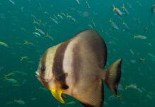 Longfin Batfish: Divers’ Curious Friend