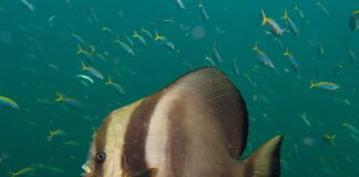 Longfin Batfish: Divers’ Curious Friend