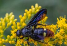 Blue-Winged Wasp: The Docile & Pretty Insect