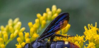 Blue-Winged Wasp: The Docile & Pretty Insect