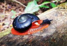 Fire Snail: The Gothic Snail You Don’t Know Exist