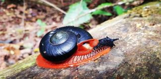 Fire Snail: The Gothic Snail You Don’t Know Exist