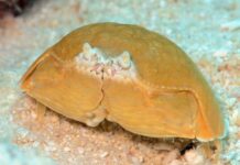 Smooth Box Crab: Tasty Yet Toxic Decapod
